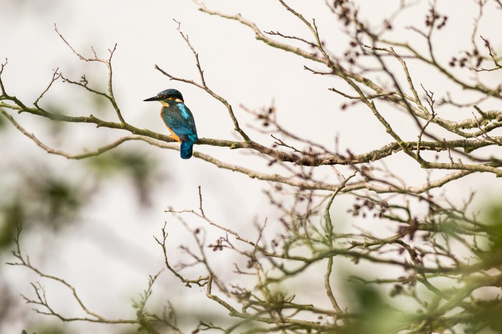 Eisvogel