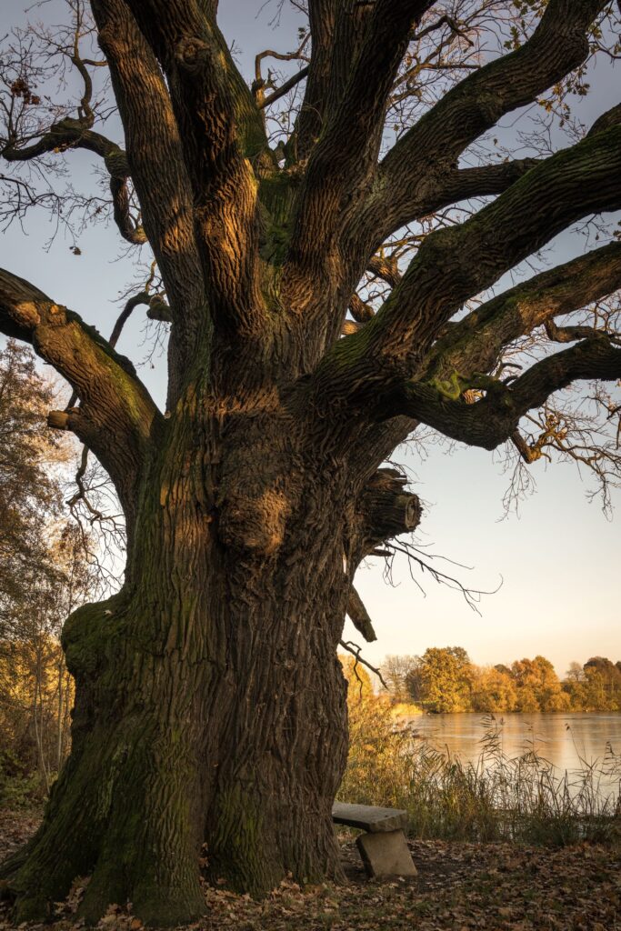 Rieseneiche Niedergurig